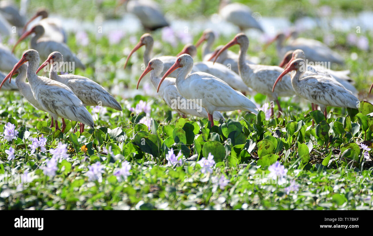 Close up of a group of American White Ibis (Eudocimus albus)  feeding in a marsh Stock Photo
