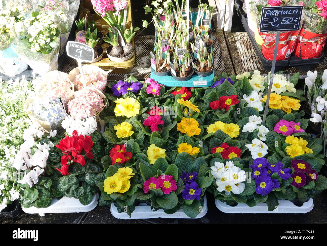 Beautiful bright colored flowers for sale on a street in Paris Stock Photo