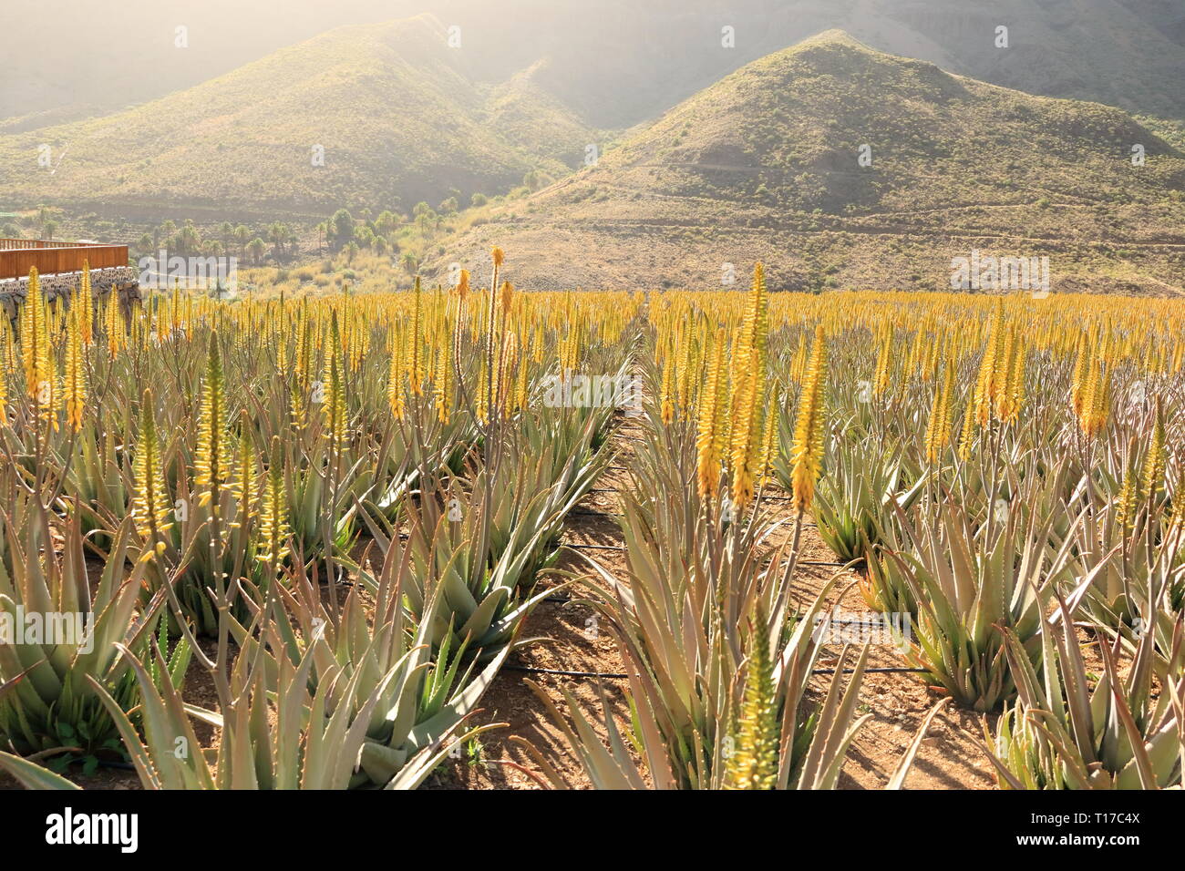 Plantation of aloe vera on the island Gran Canaria in Spain Stock Photo -  Alamy