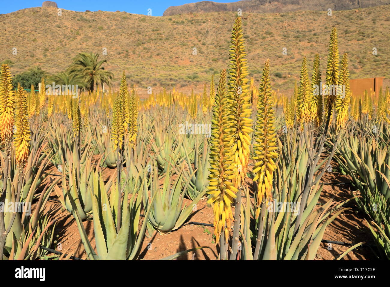 Plantation of aloe vera on the island Gran Canaria in Spain Stock Photo -  Alamy