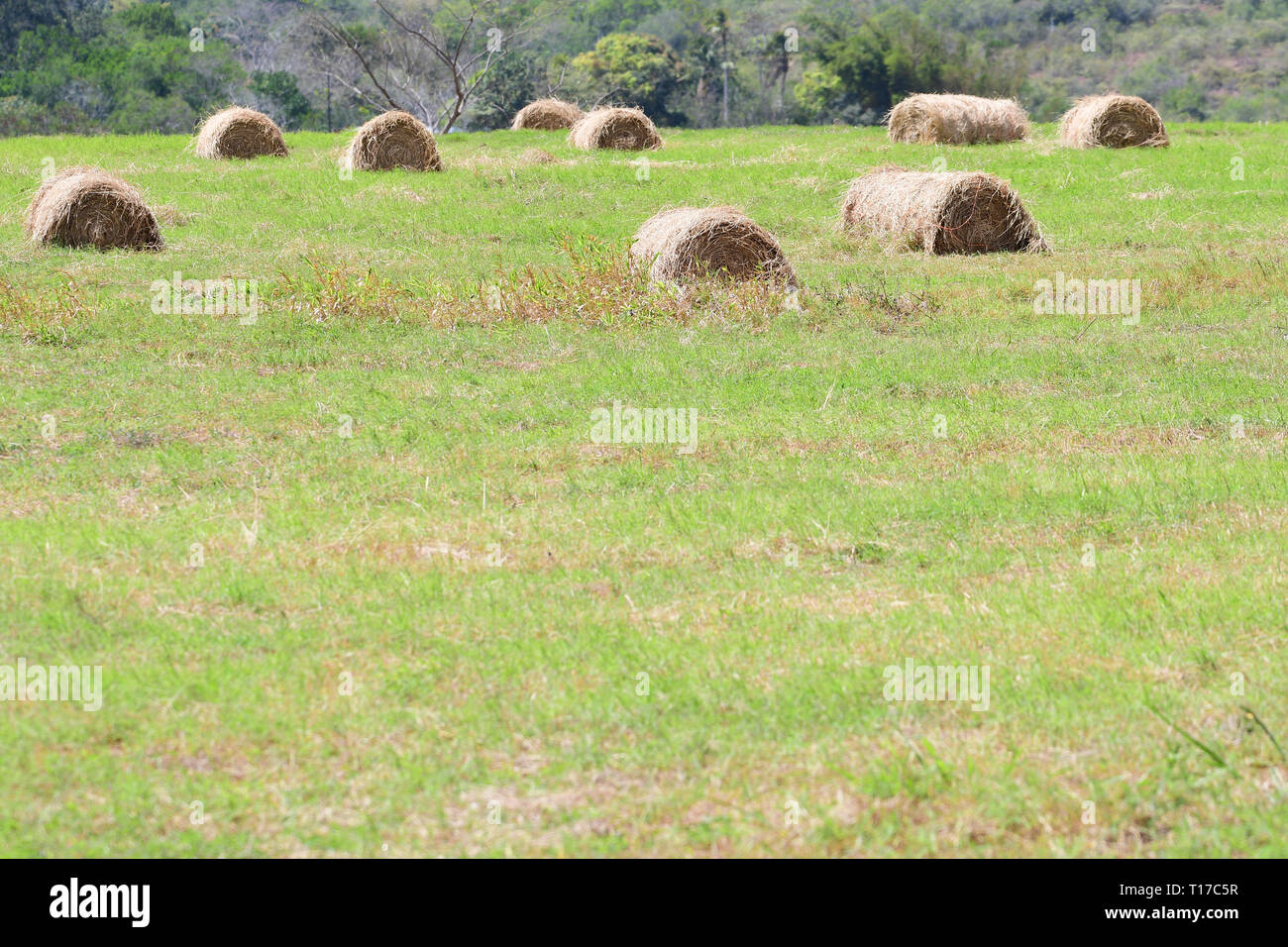 Huge green field with hay bales in a country farm Stock Photo - Alamy