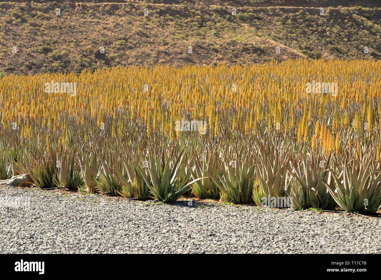 agaven americana Agave Americana