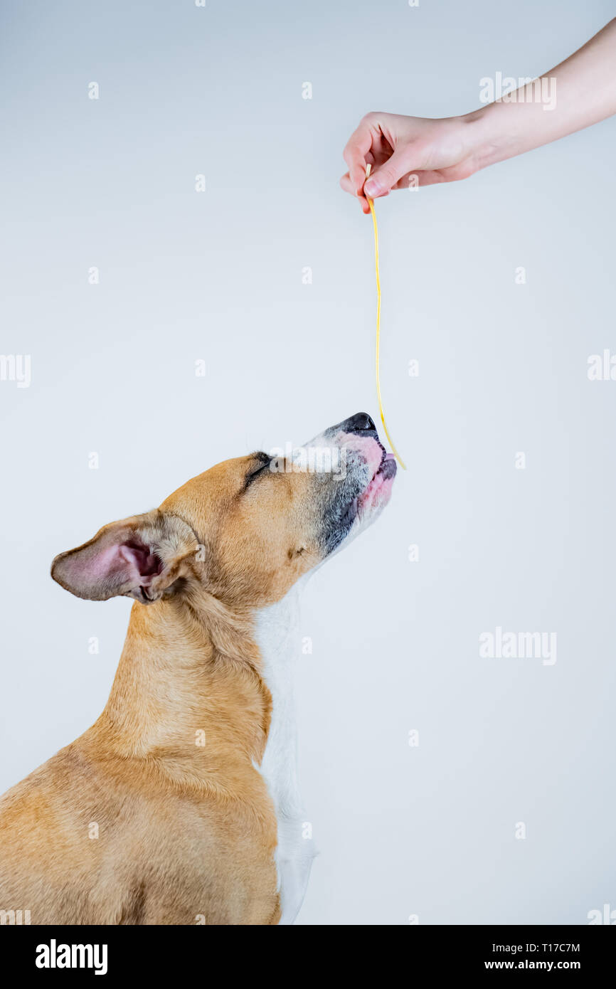 Funny dog enjoying spaghetti with closed eyes. Giving human food (pasta) to a staffordshire terrier dog  as a treat Stock Photo