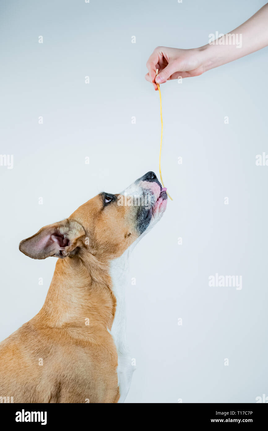 Dog tasting spaghetti as a treat. Giving pasta to a staffordshire terrier dog, studio background Stock Photo