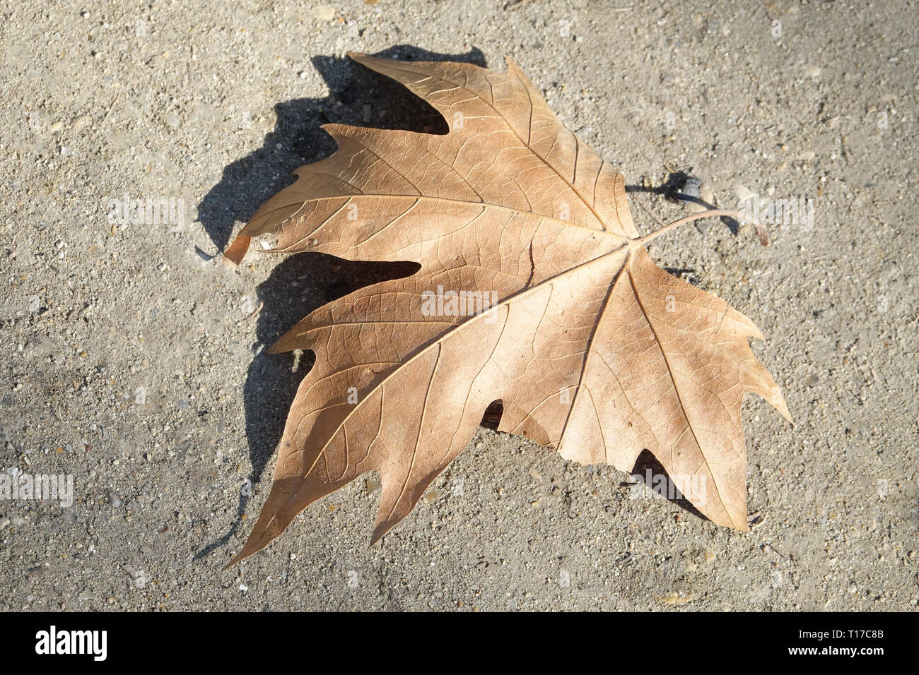 Close up of a dried out leaf on a sandy ground Stock Photo