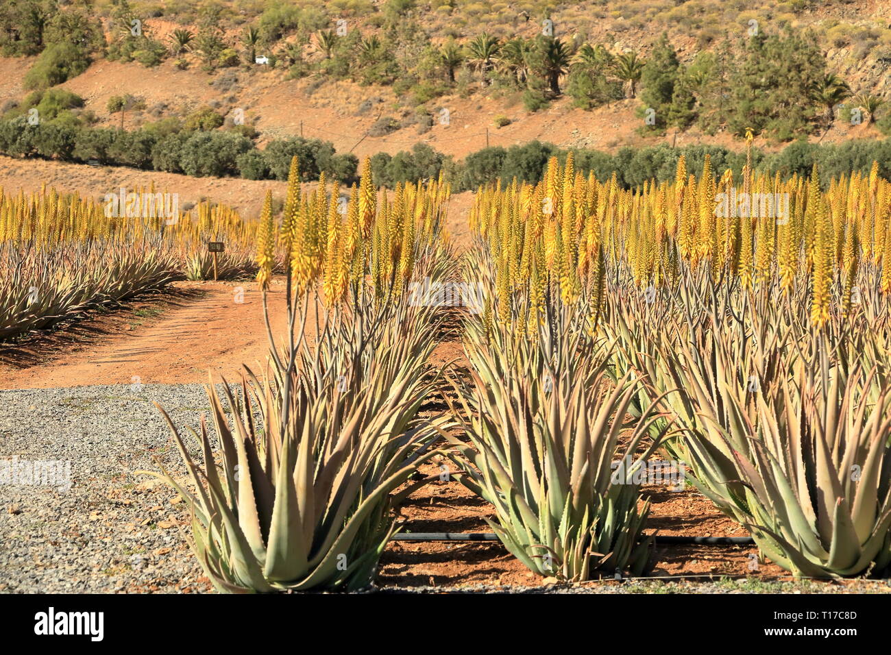 Plantation of aloe vera on the island Gran Canaria in Spain Stock Photo -  Alamy