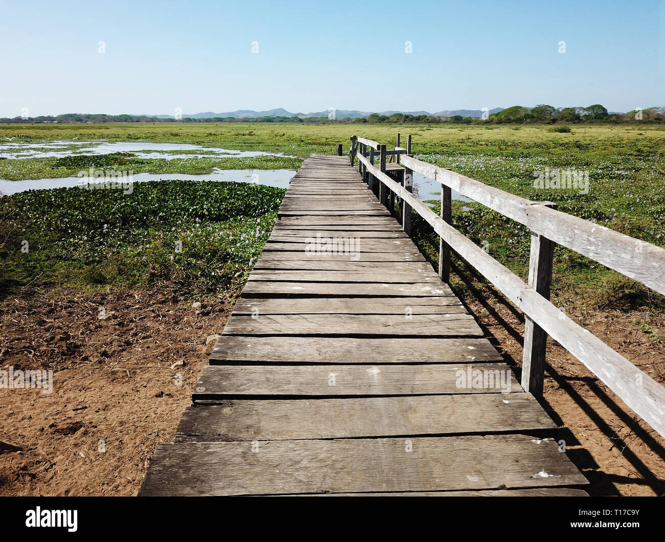 Old wooden deck leading towards a marsh like pond Stock Photo