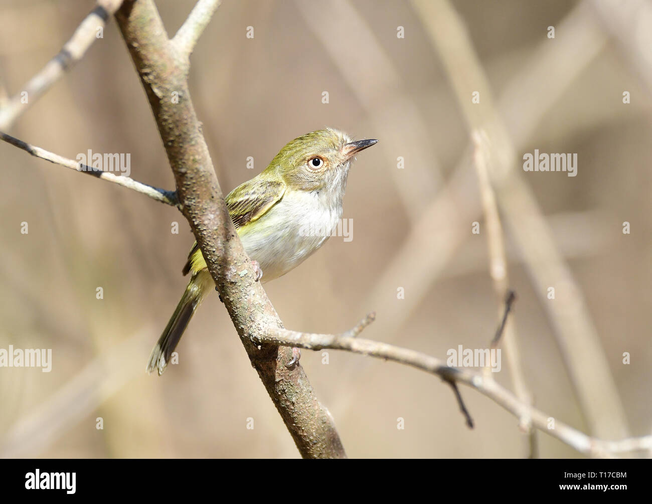 Trycant Tree Pale eyed pygmy tyrant hi-res stock photography and images - Alamy
