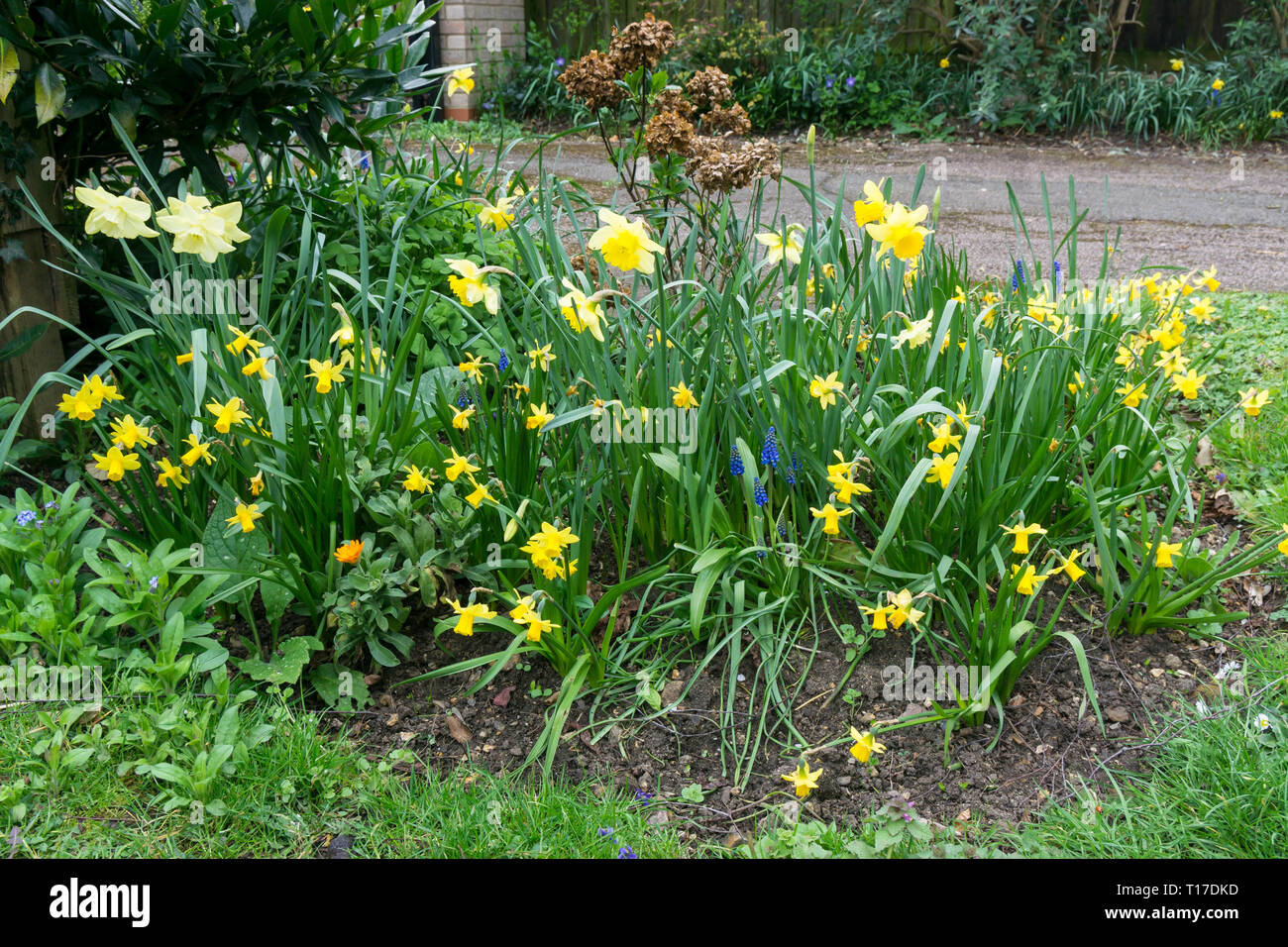 Spring flower assortment Milton 2019 Stock Photo