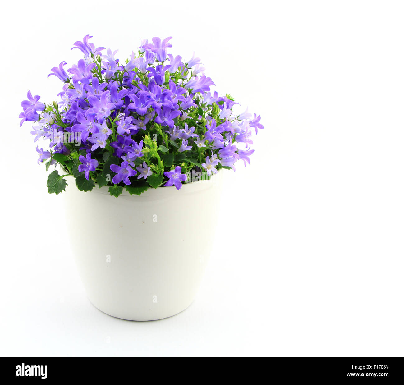 Potted Campanula Portenschlagiana isolated on white background Stock Photo
