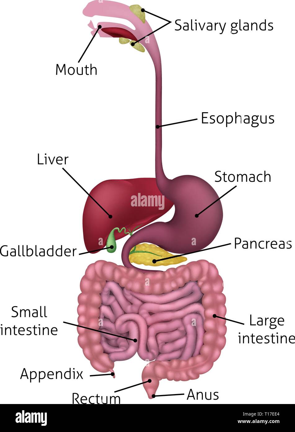 Human Gastrointestinal Digestive System and Labels Stock Vector