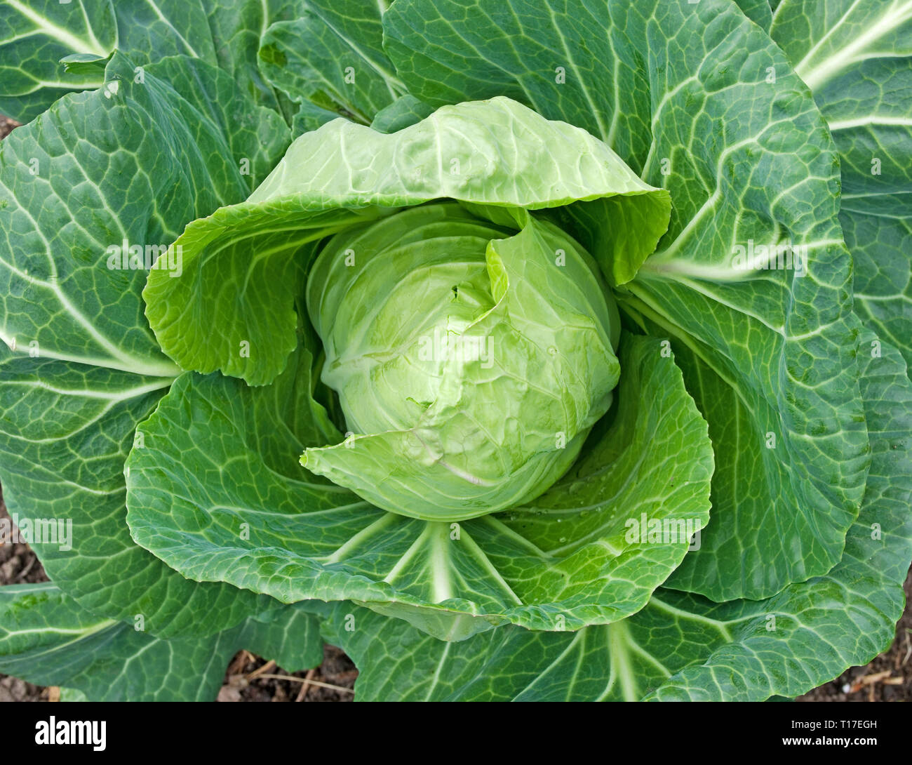 Close-up of Spring Cabbage F1 Hybrid 'Advantage' (Brassica Oleracea) growing in UK garden ready for picking. Stock Photo