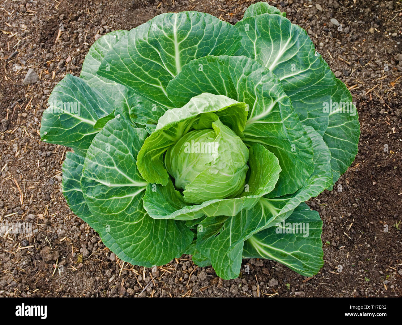 Close-up of Spring Cabbage F1 Hybrid 'Advantage' (Brassica Oleracea) growing in UK garden. Stock Photo