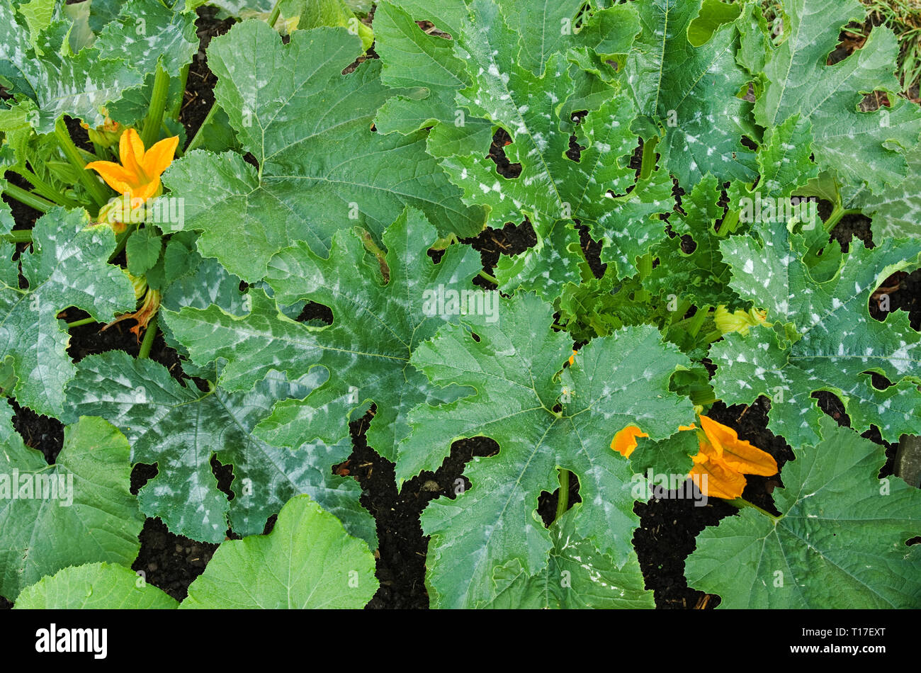 Close-up overhead view of yellow flowers and mottled green foliage on courgette plants variety F1 Defender growing in English vegetable garden, summer Stock Photo