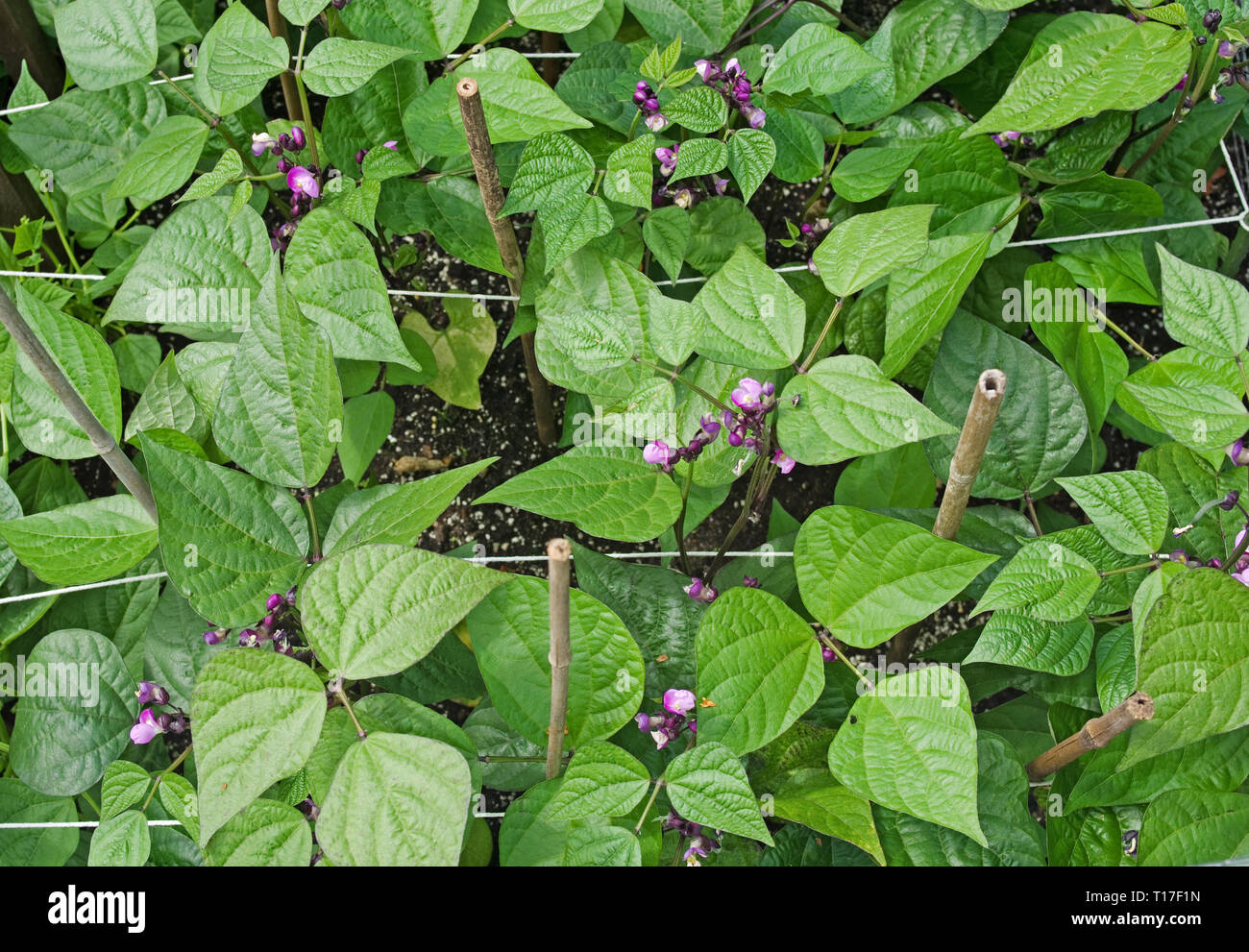 Overhead view of Dwarf French Beans Purple Queen in flower growing in vegetable garden supported by string and bamboo canes, summer, England, UK Stock Photo