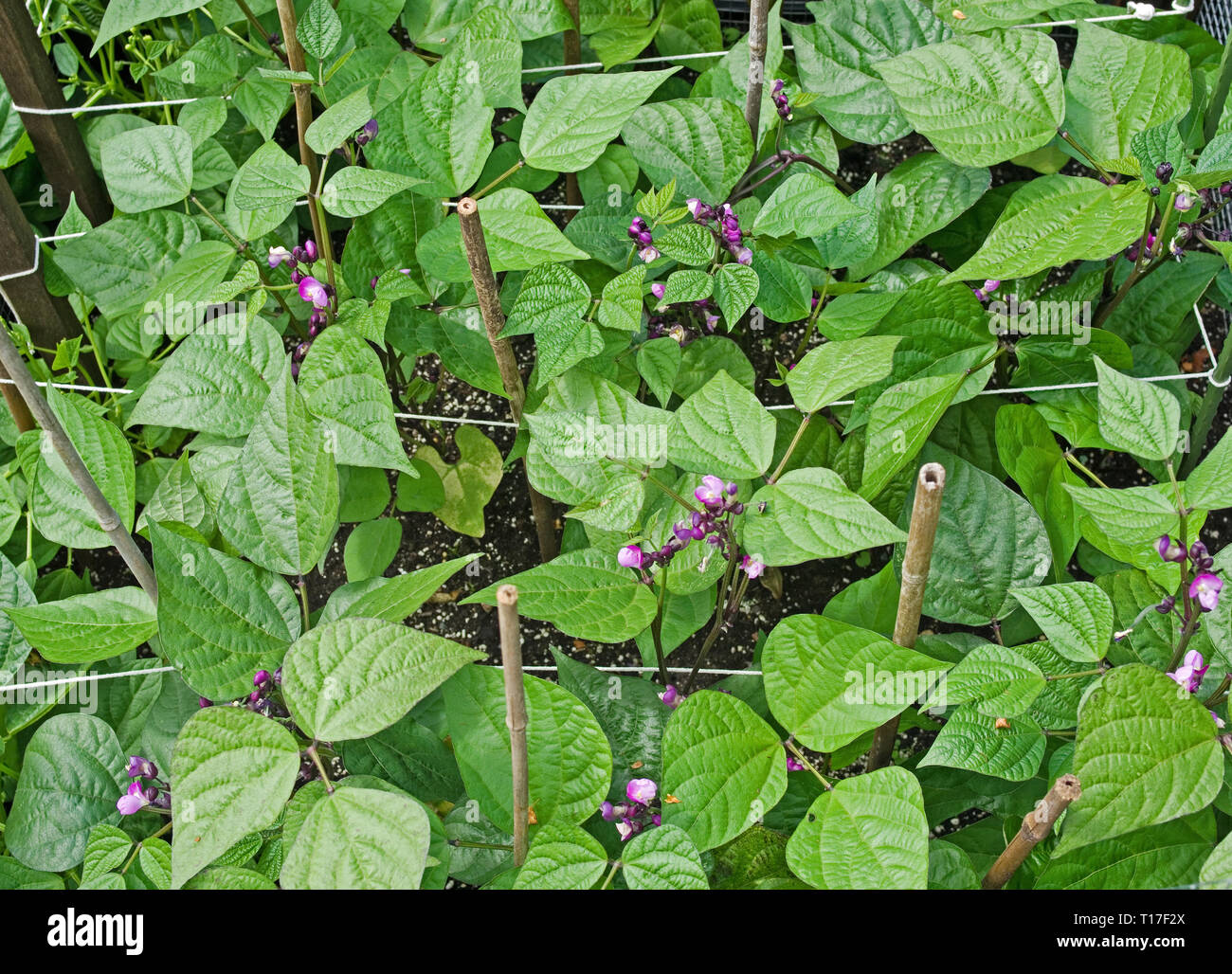 Overhead view of Dwarf French Beans Purple Queen in flower growing in vegetable garden supported by string and bamboo canes, summer, England, UK Stock Photo