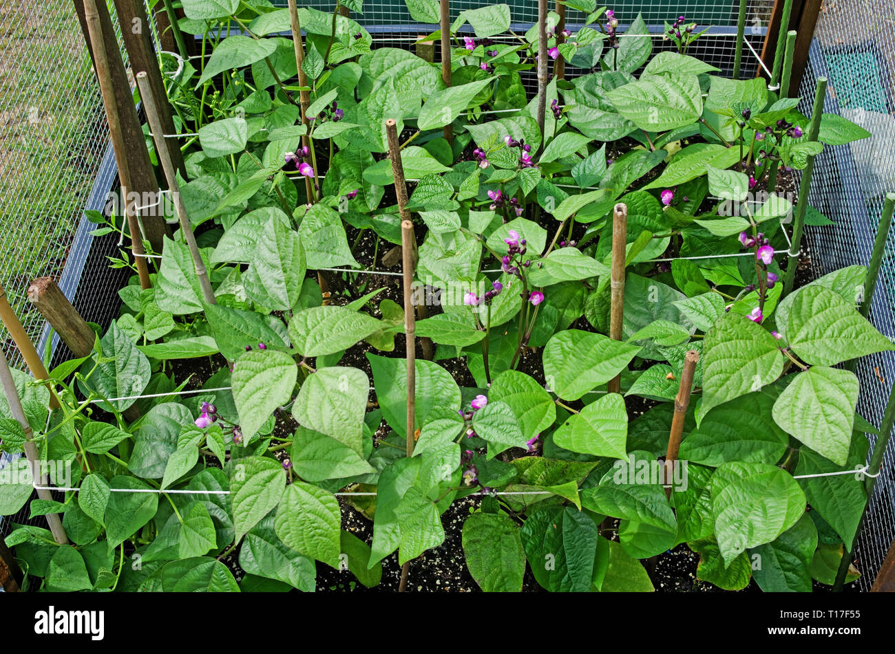 Overhead view of Dwarf French Beans Purple Queen in flower growing in raised bed in vegetable garden, supported by string and bamboo canes, summer, UK Stock Photo
