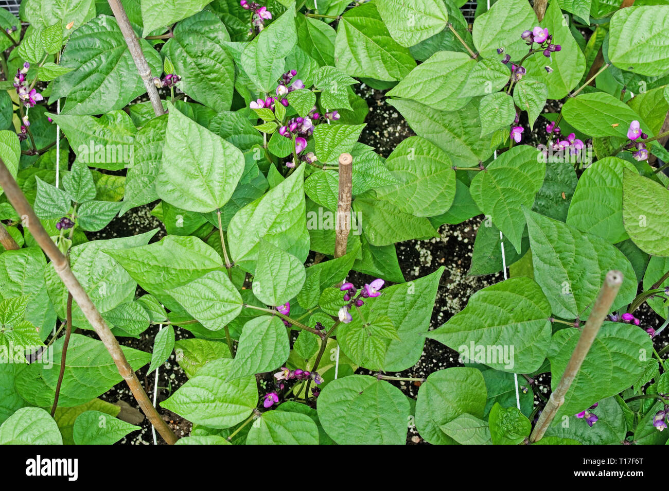 Overhead view of Dwarf French Beans Purple Queen in flower growing in vegetable garden supported by string and bamboo canes, summer, England, UK Stock Photo