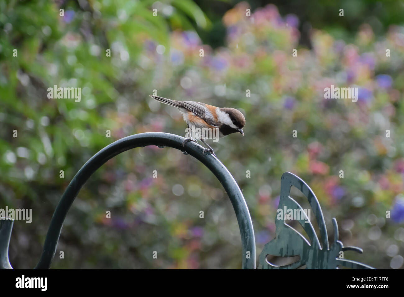 Cute Little Chickadee Perched On A Bird Feeder Hanger With A