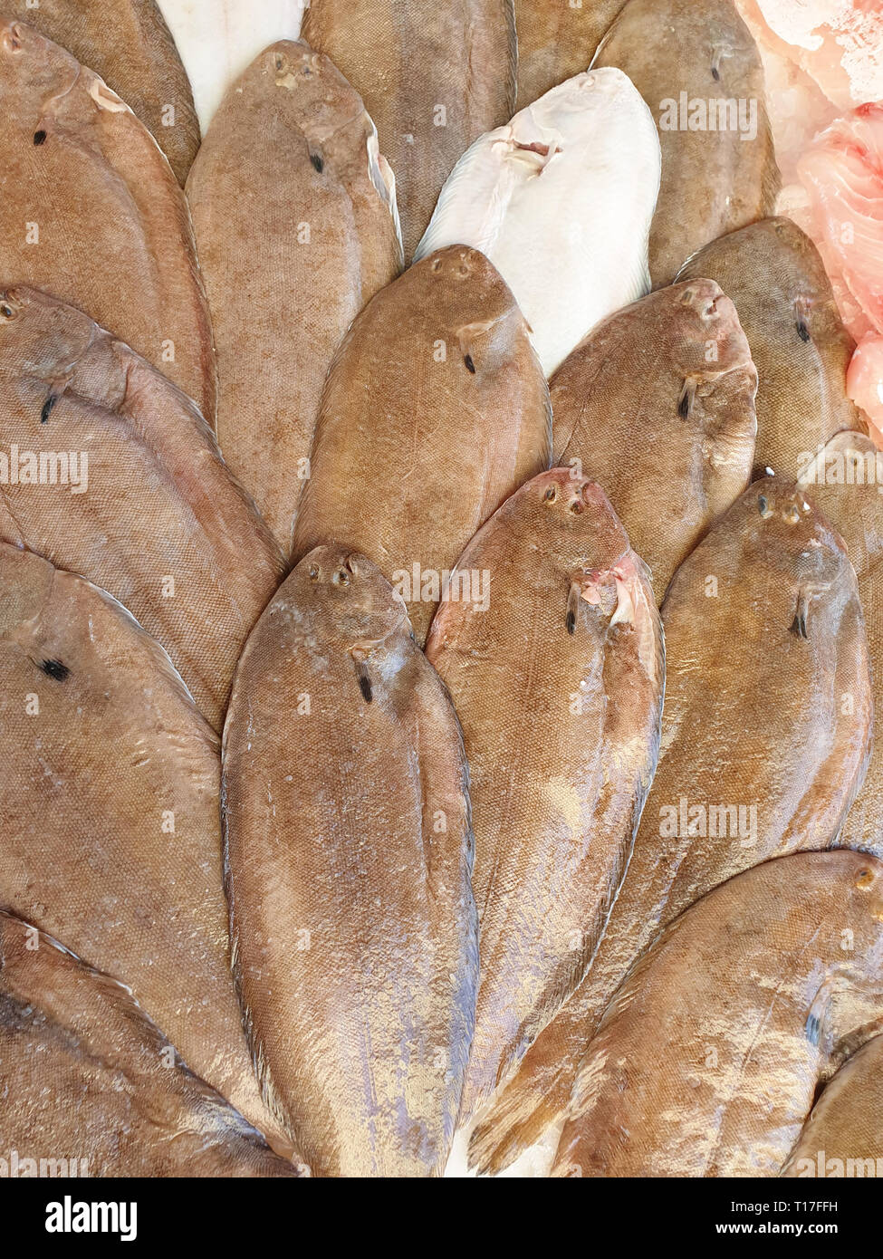 Sogliola fish on ice for sale, Fish local market stall with fresh seafood,view from top. Stock Photo