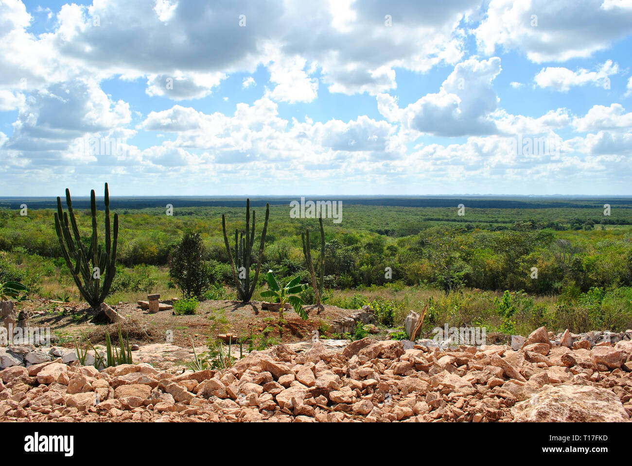 Cactus fields in Mexico,Baja California Stock Photo
