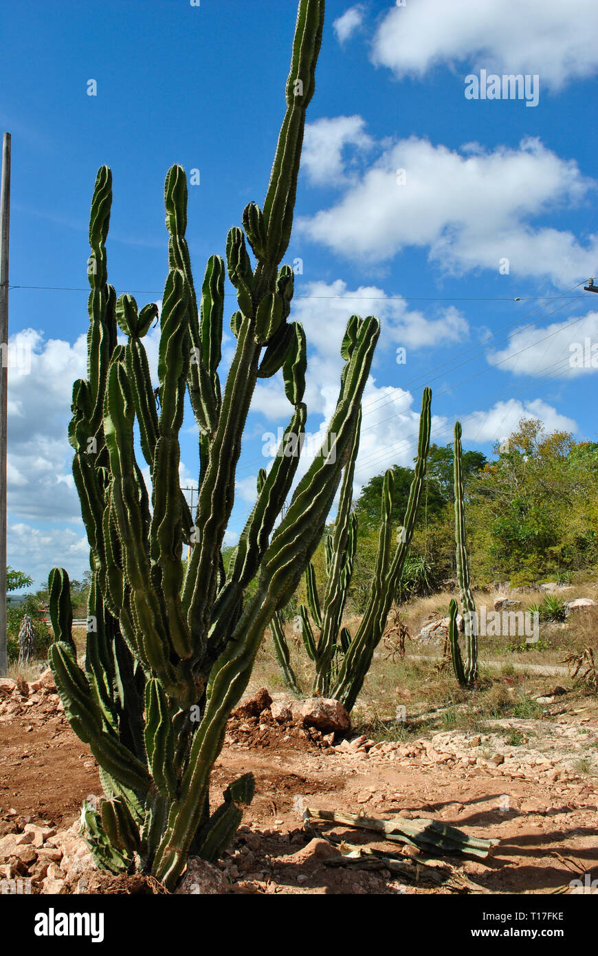 Cactus fields in Mexico,Baja California Stock Photo