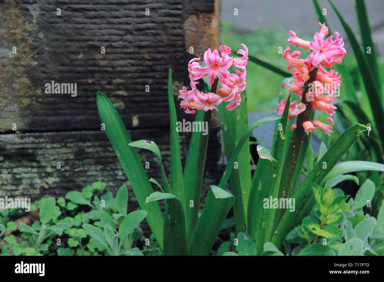 two pink hyacinths Stock Photo