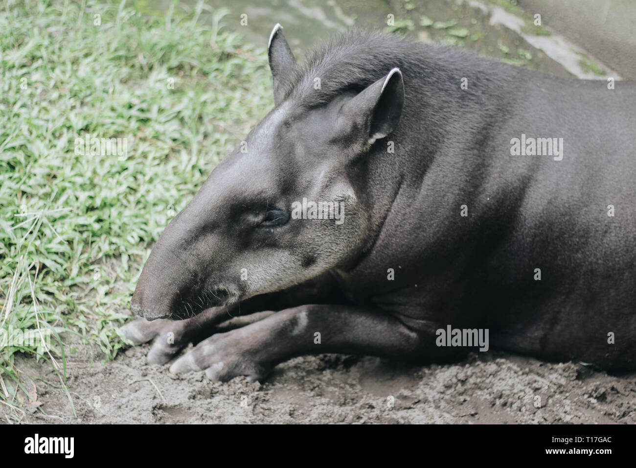 South American tapir (Tapirus terrestris), also known as the Brazilian tapir. Rare animal in captivity. Stock Photo