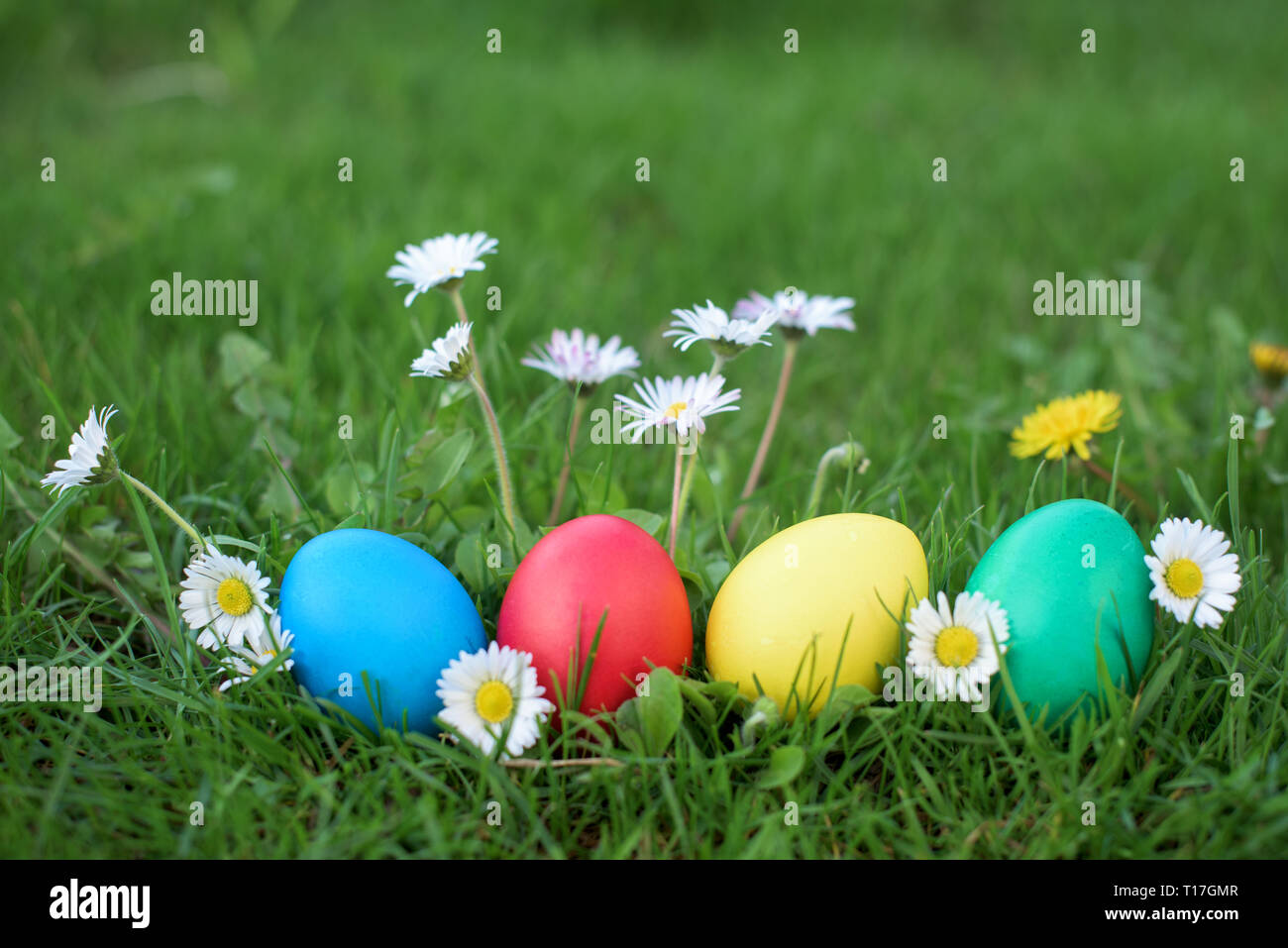 Colorful Easter eggs in a grass among daisies in a garden - Easter hunt ...