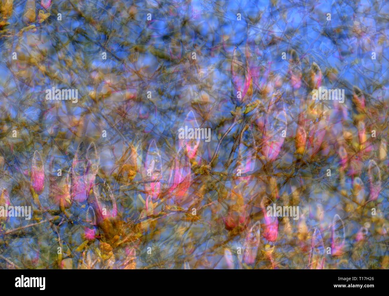 Pink magnolia buds on tree branches, abstract, Germany Stock Photo