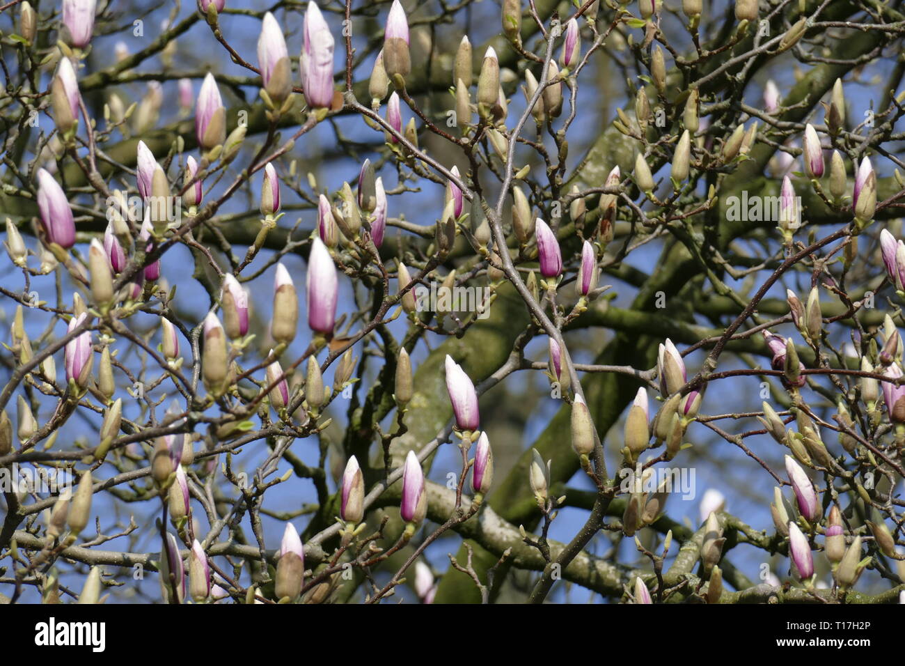 Pink magnolia buds on tree branches, Germany Stock Photo - Alamy
