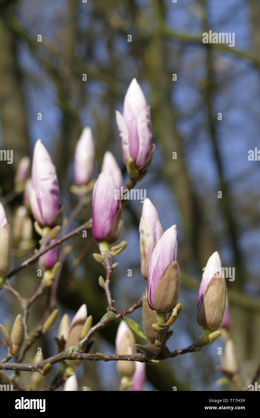 Pink magnolia buds on tree branches, Germany Stock Photo - Alamy