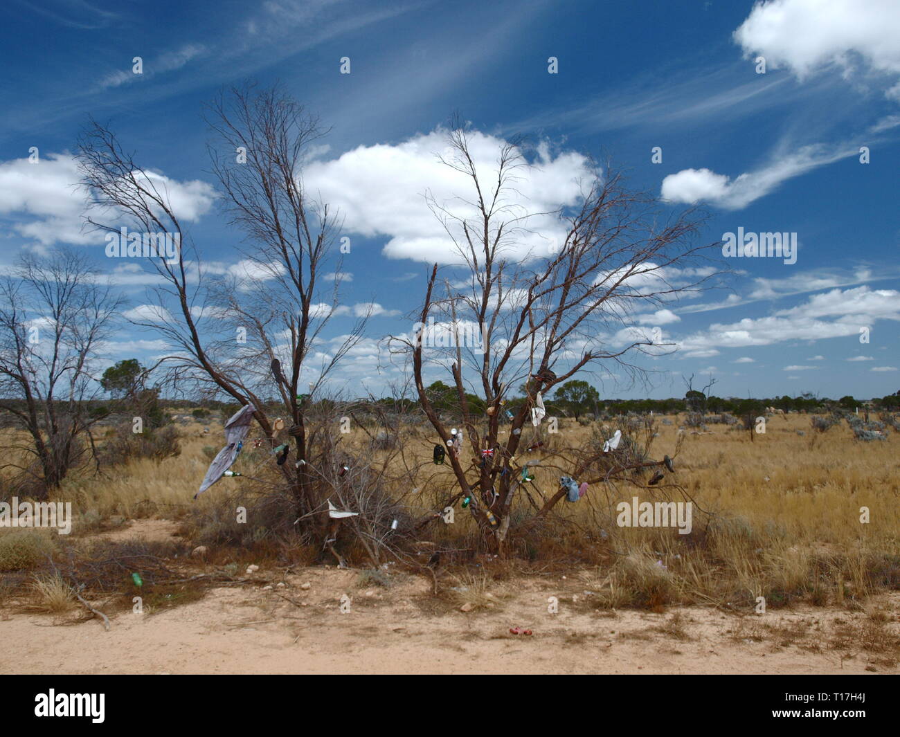 Australia christmas bush hires stock photography and images Alamy