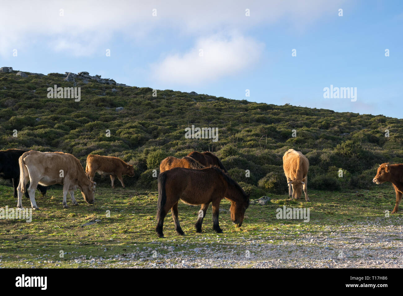 horses and cows together grazing and eating grass in the field Stock Photo