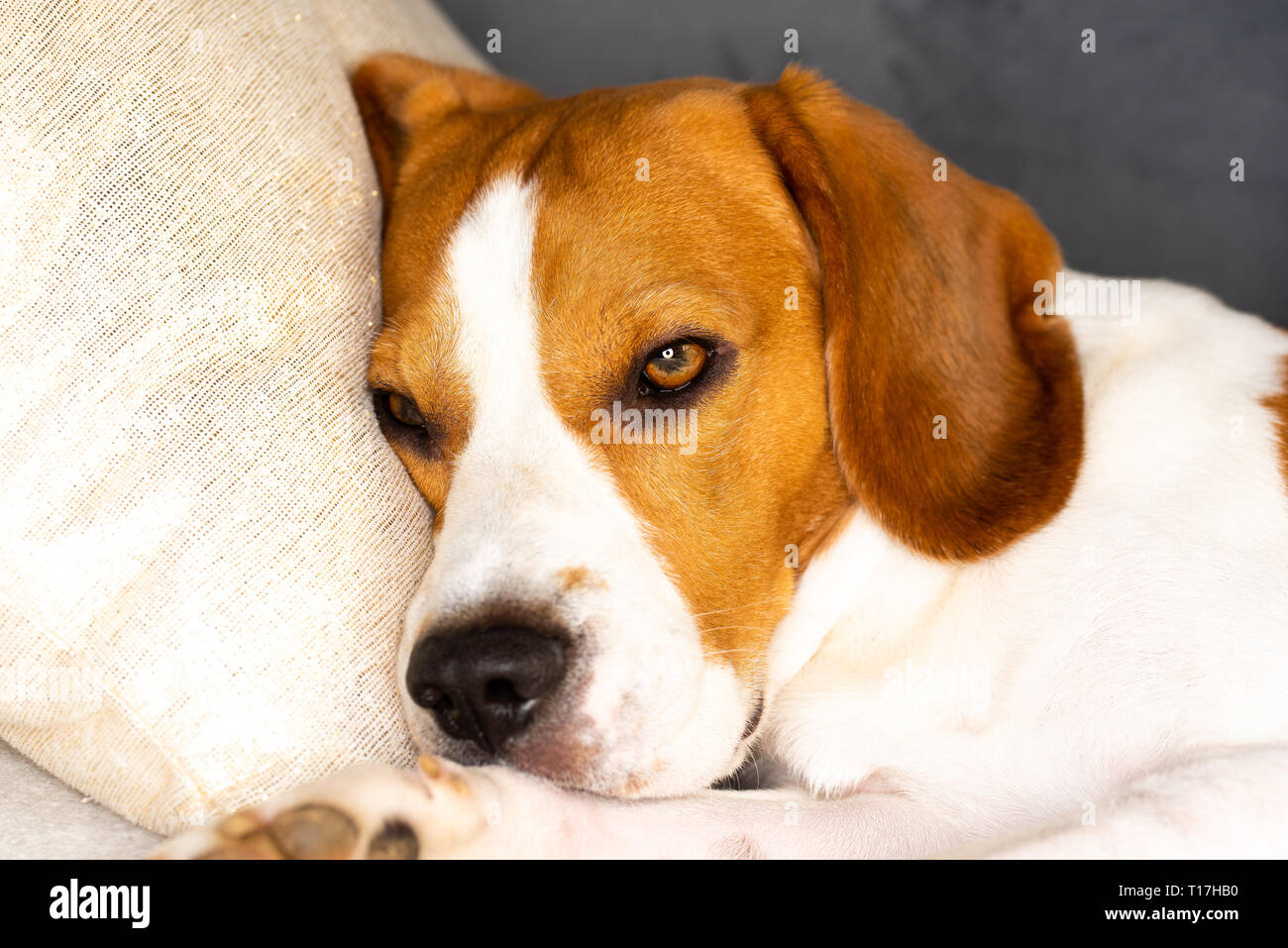 Why Do Dogs Like Closed Spaces