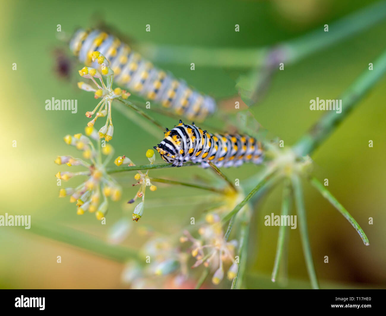 Baby caterpillars hi-res stock photography and images - Alamy