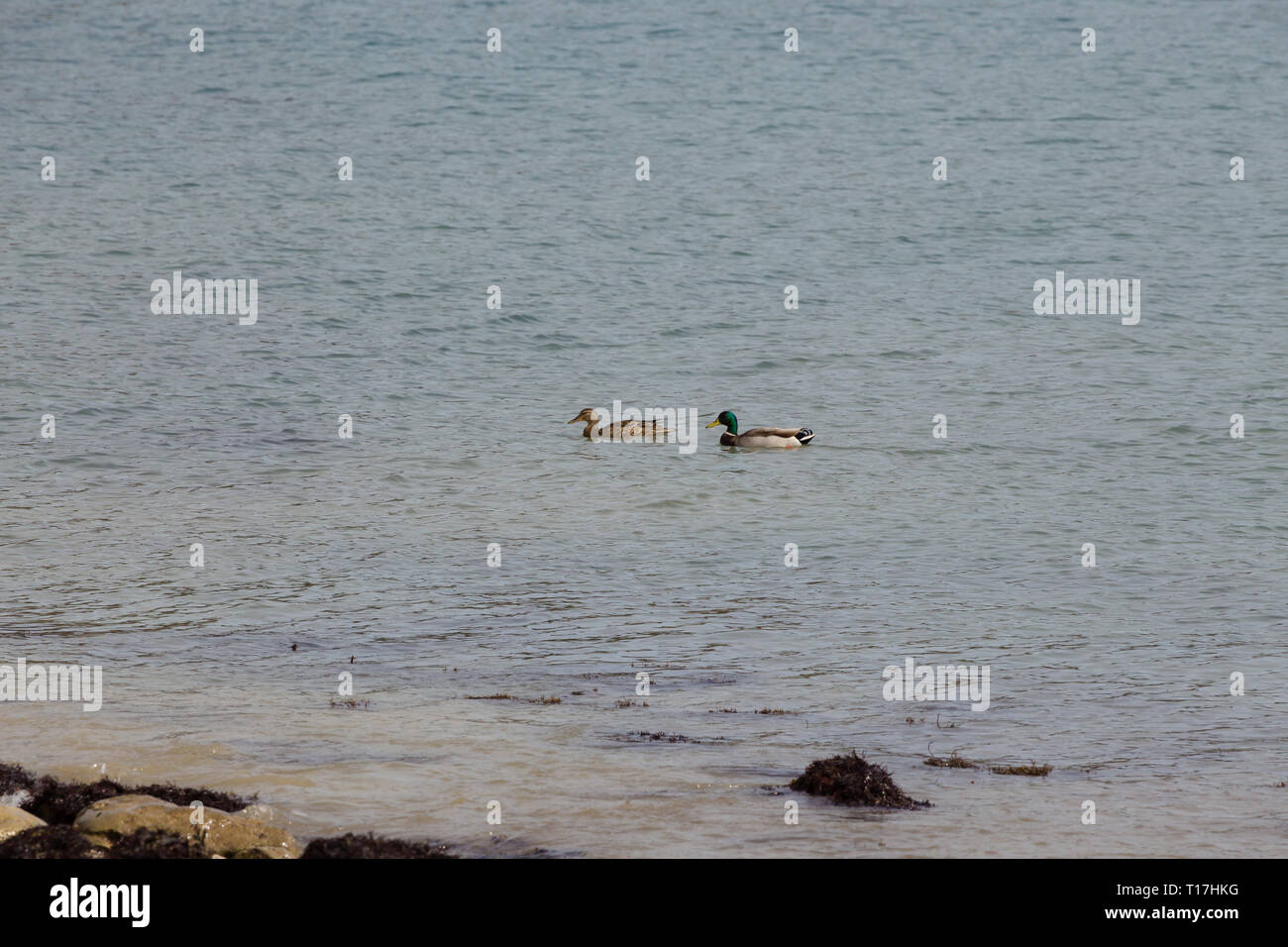 Two little ducks swim in the sea at Lulworth Cove, Dorset. There is copy space all round the ducks Stock Photo