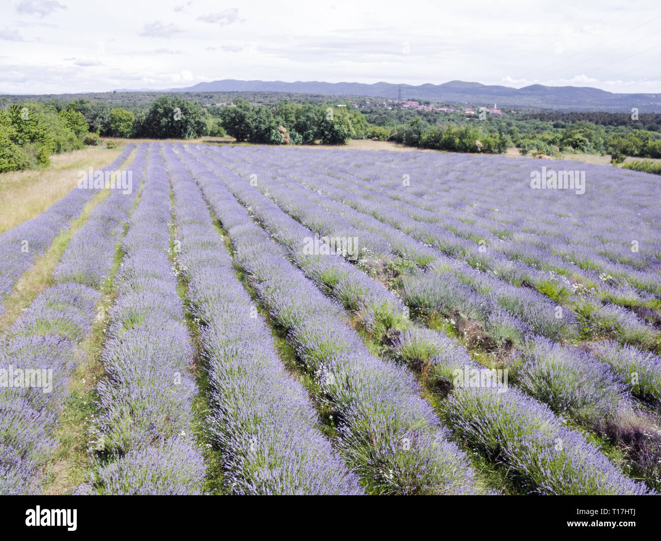 Aerial view photo of lavender field in full blooming season in diagonal