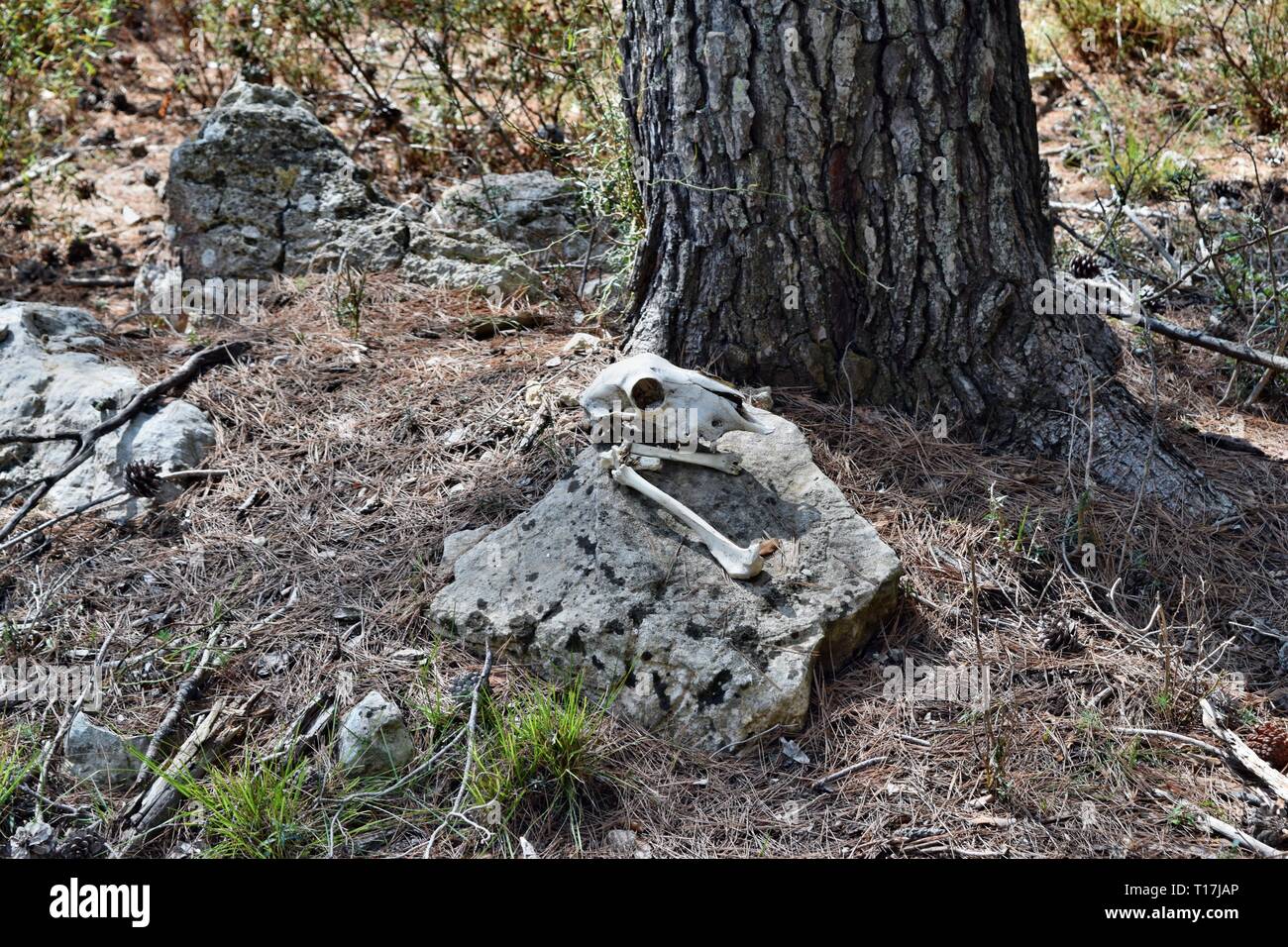 A real dry goat skull on a background in the forest Stock Photo