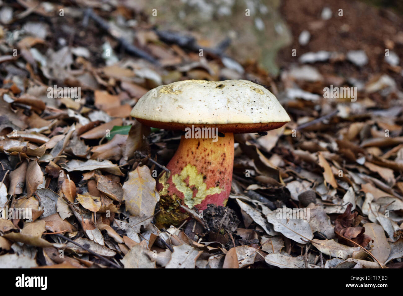 Ddevil's bolete, Boletus satanas mushroom is growing in the forest in Mallorca, Spain Stock Photo