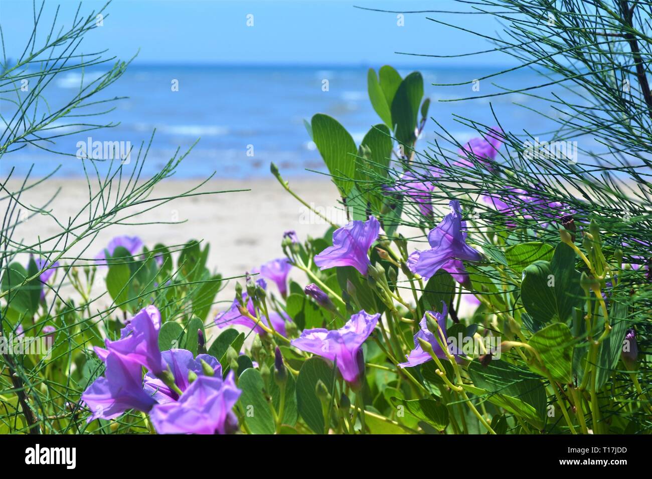 Morning glory with blue sea background. Stock Photo