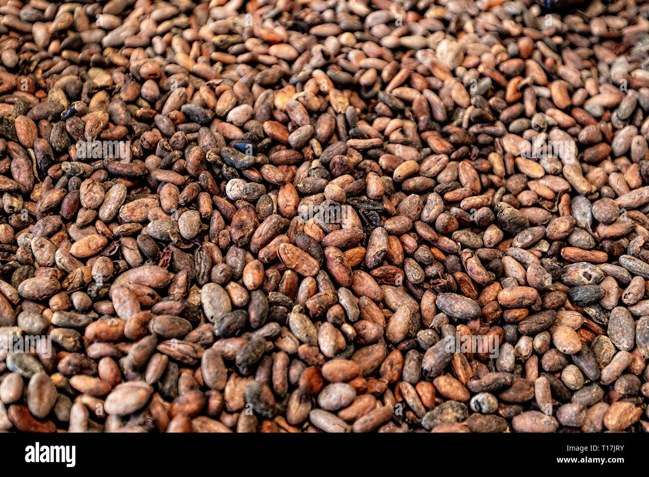Cocoa Fruit Cocoa beans Stock Photo Alamy
