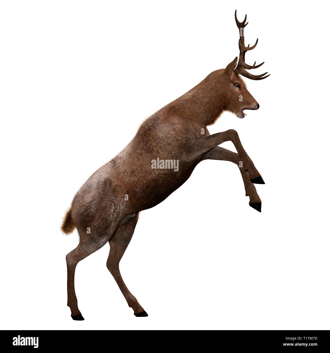 3D rendering of a male deer isolated on white background Stock Photo ...