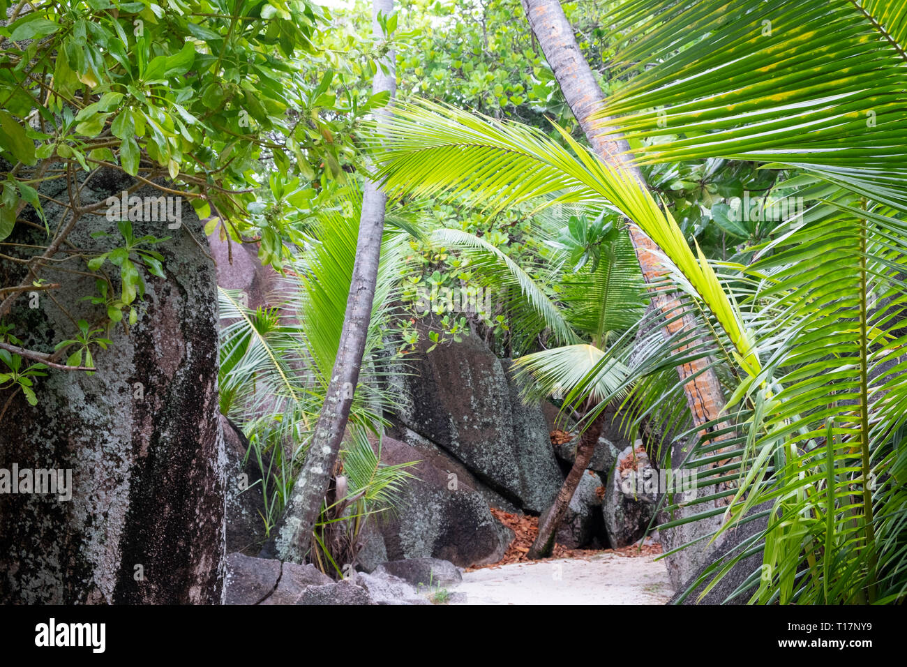A sandy path through granite boulders and palm trees at L’Anse Source d’Argent at the L’Union Estate Park, La Digue, the Seychelles Stock Photo