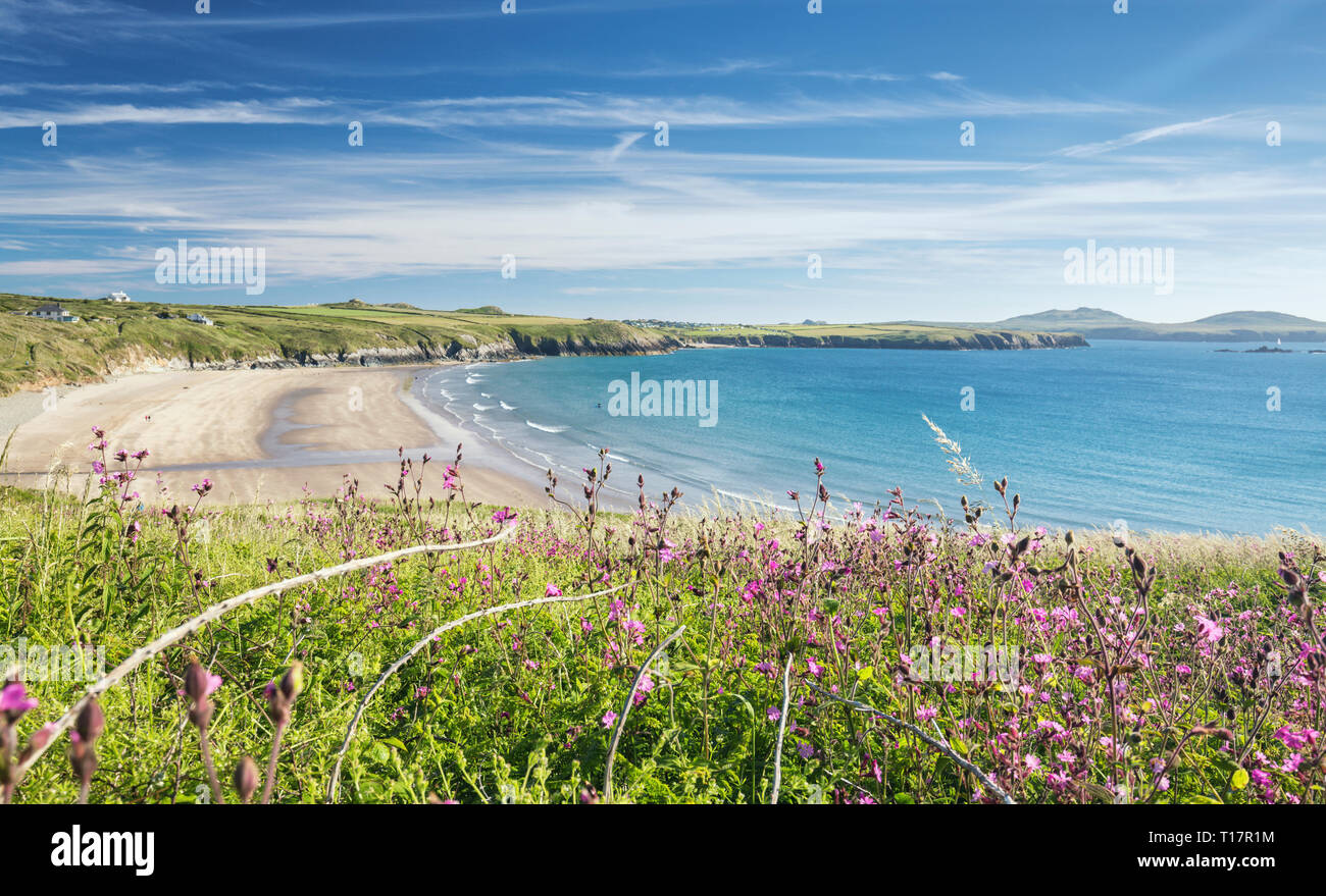 Whitesands Beach from the top of the cliff, shoot through summer flowers. Pembrokeshire Coast Nationa Park in west Wales,UK Stock Photo