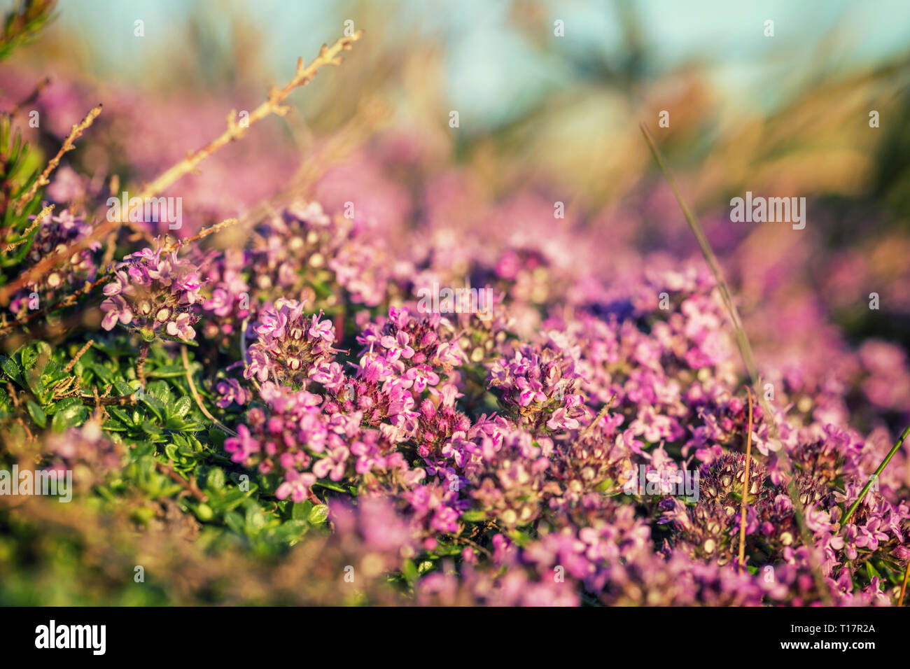 Blossom pink-purple flowers of Wild Thyme on St Davids Head in Pembrokeshire, UK Stock Photo