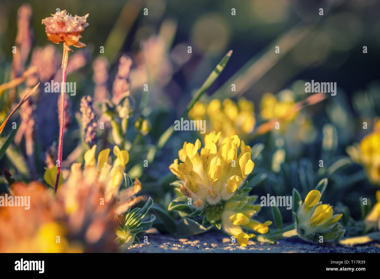 Close up shoot of coastal yellow Kidney Vetch flowers in Pembrokeshire, Wales Stock Photo