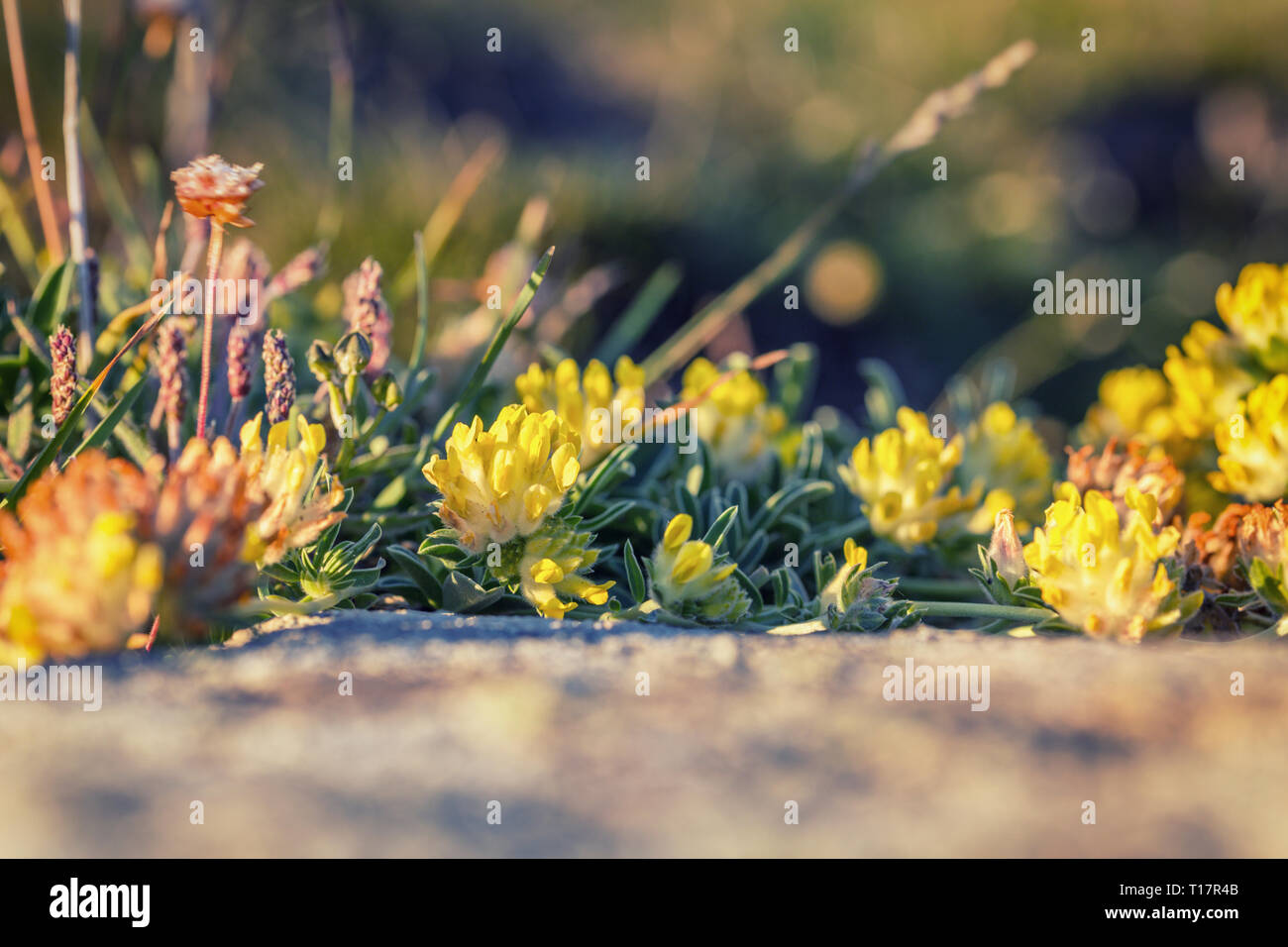 Close up shoot of coastal yellow Kidney Vetch flowers in Pembrokeshire, Wales Stock Photo