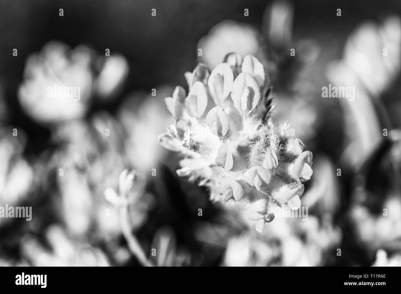 Macro shoot of coastal yellow Kidney Vetch flowers in Pembrokeshire, Wales Stock Photo