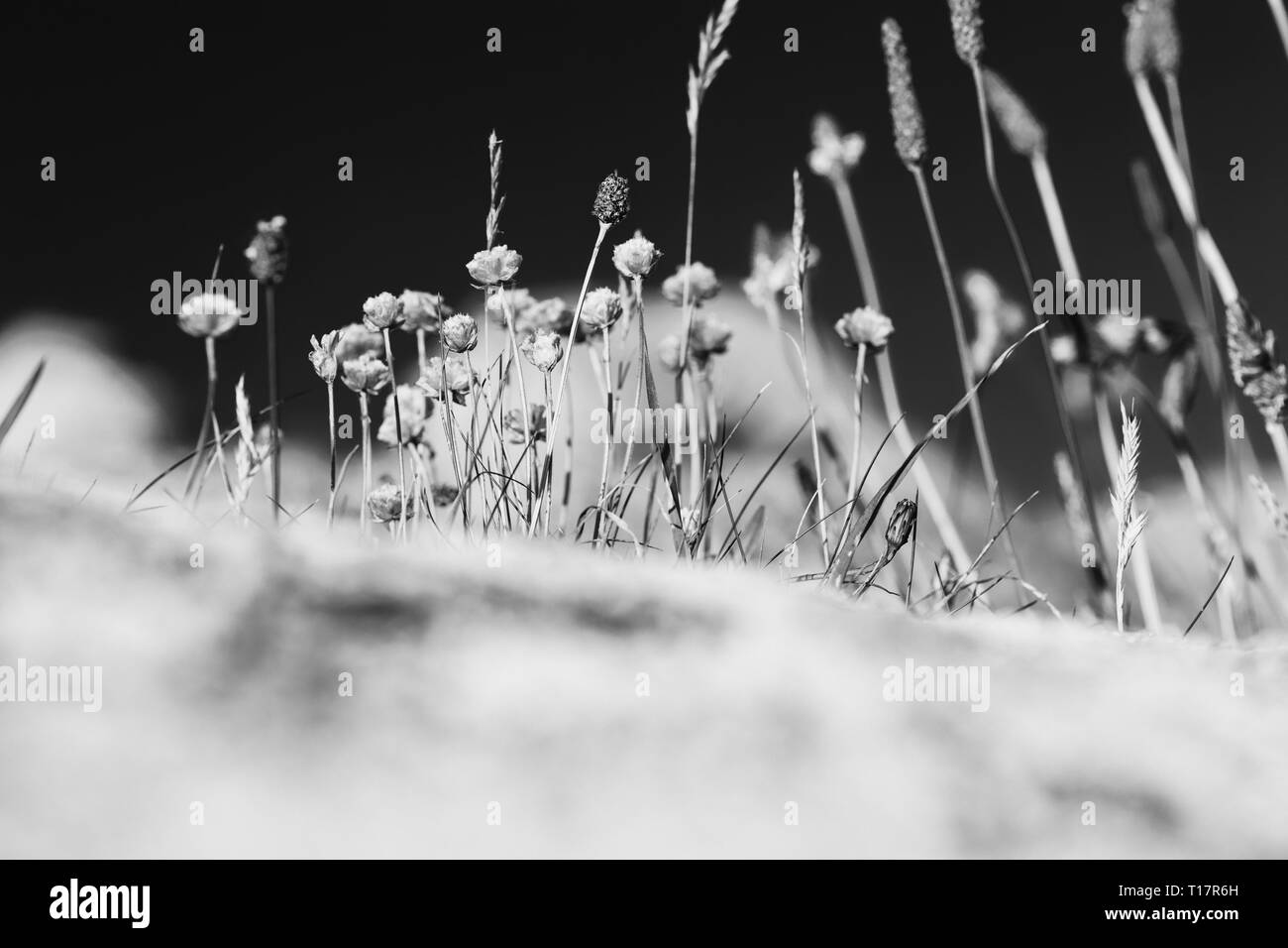 Tiny blue wild flowers Black and White Stock Photos & Images - Alamy